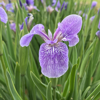 Iris cristata lacustris